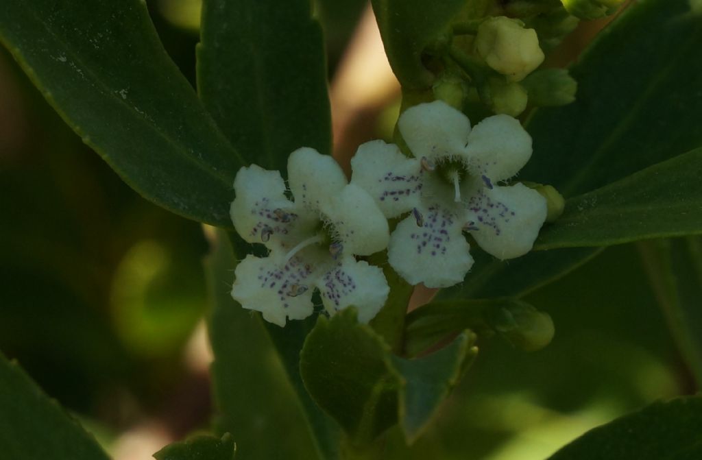 Pianta da determinare - Myoporum sp.